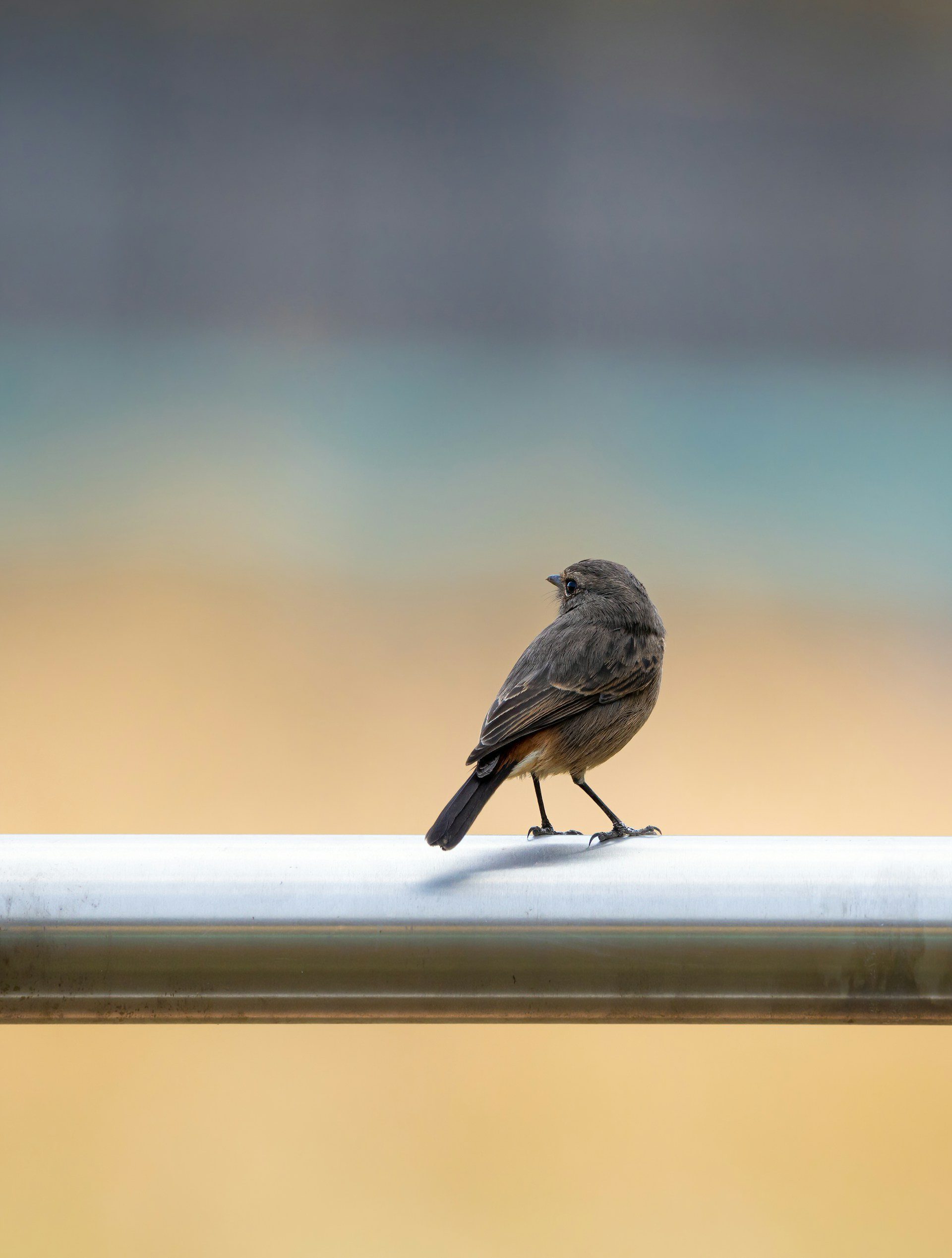 Pied Bush Chat – Pied Bush Chat Rooms